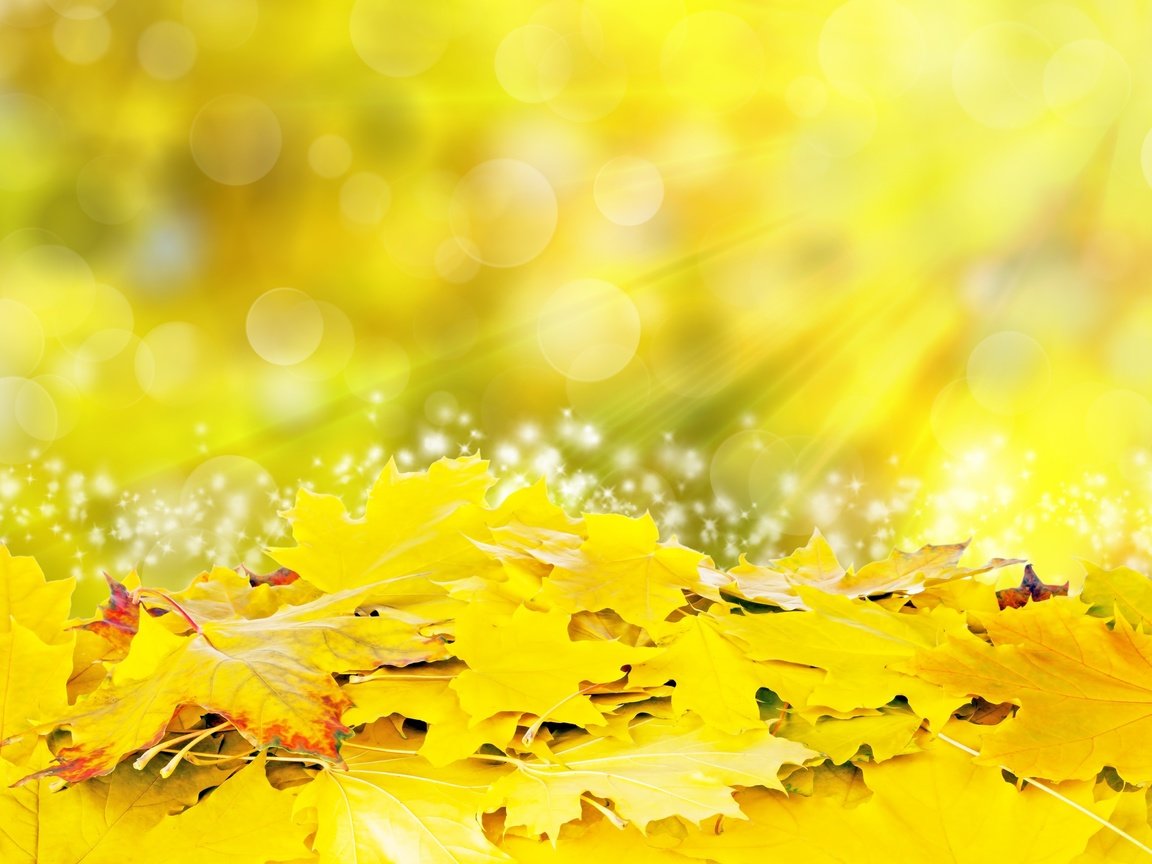 Обои листья, осень, блики, желтые, leaves, autumn, glare, yellow разрешение 4516x3014 Загрузить