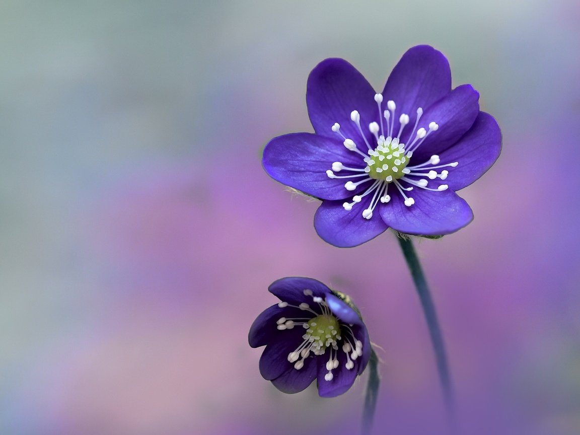Обои цветы, анемона, фиолетовые цветы, ветреница, печёночница, перелеска, flowers, anemone, purple flowers, pechenocna, the coppice разрешение 3840x2160 Загрузить