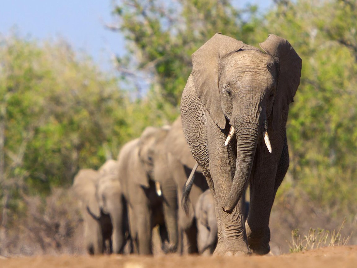 Обои животные, африка, слоны, animals, africa, elephants разрешение 1920x1200 Загрузить