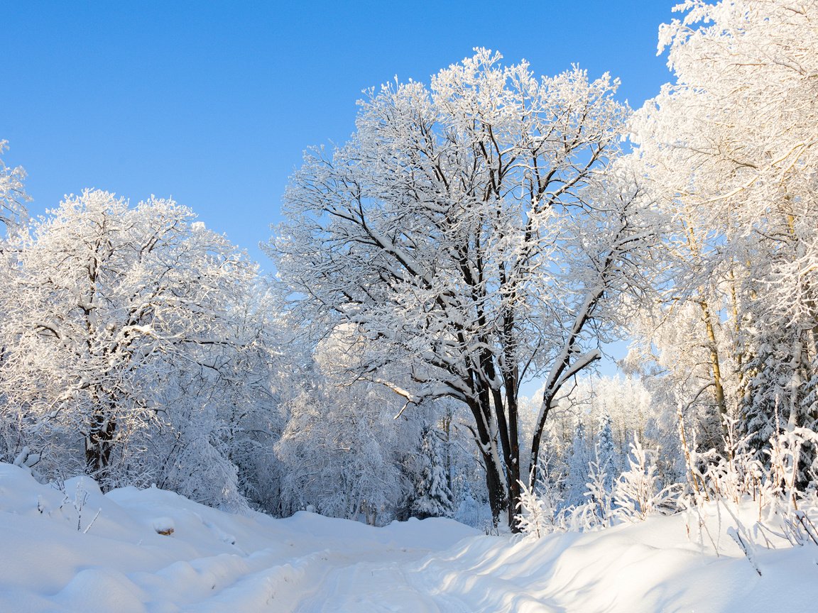 Обои природа, лес, зима, парк, россия, урал, nature, forest, winter, park, russia, ural разрешение 2560x1600 Загрузить