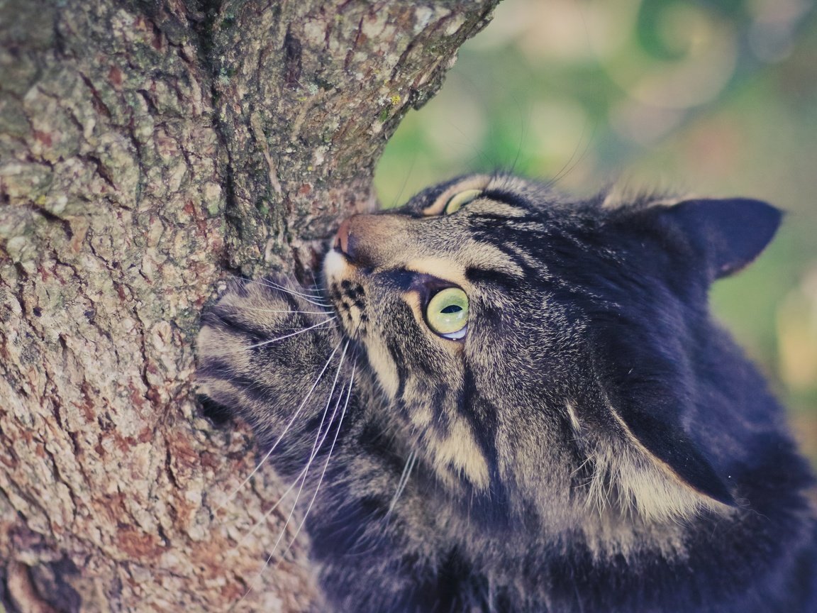 Обои глаза, дерево, фон, кот, усы, лето, кошка, взгляд, eyes, tree, background, cat, mustache, summer, look разрешение 2880x1800 Загрузить