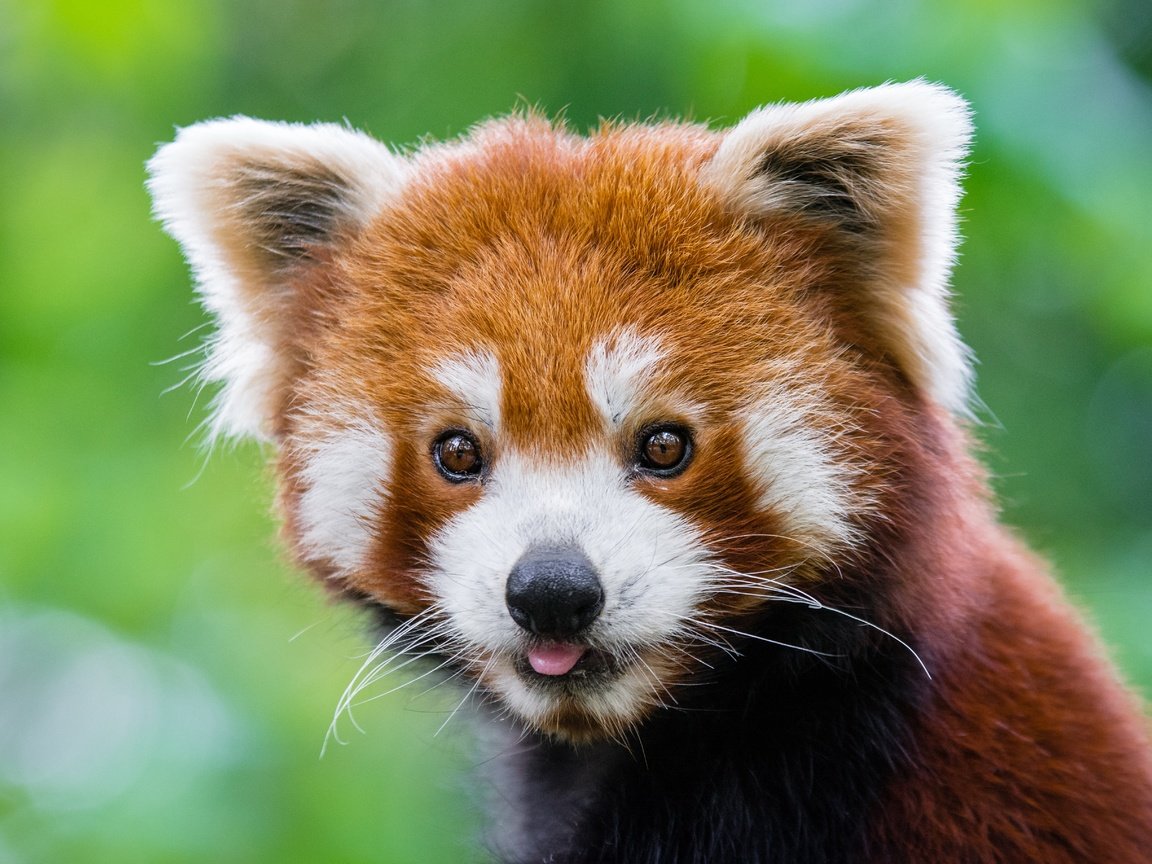 Обои мордочка, панда, красная панда, малая панда, muzzle, panda, red panda разрешение 5479x3653 Загрузить