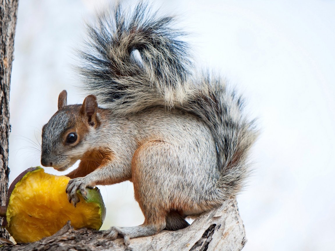 Обои животное, белка, зверек, хвост, белочка, грызун, animal, protein, tail, squirrel, rodent разрешение 2048x1313 Загрузить