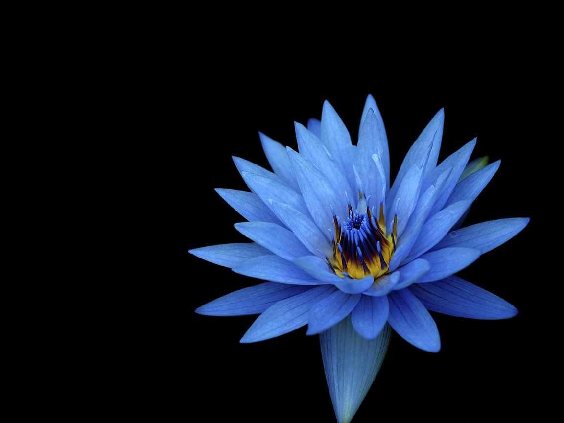 Обои цветок, лепестки, голубой, черный фон, кувшинка, водяная лилия, flower, petals, blue, black background, lily, water lily разрешение 2160x1920 Загрузить