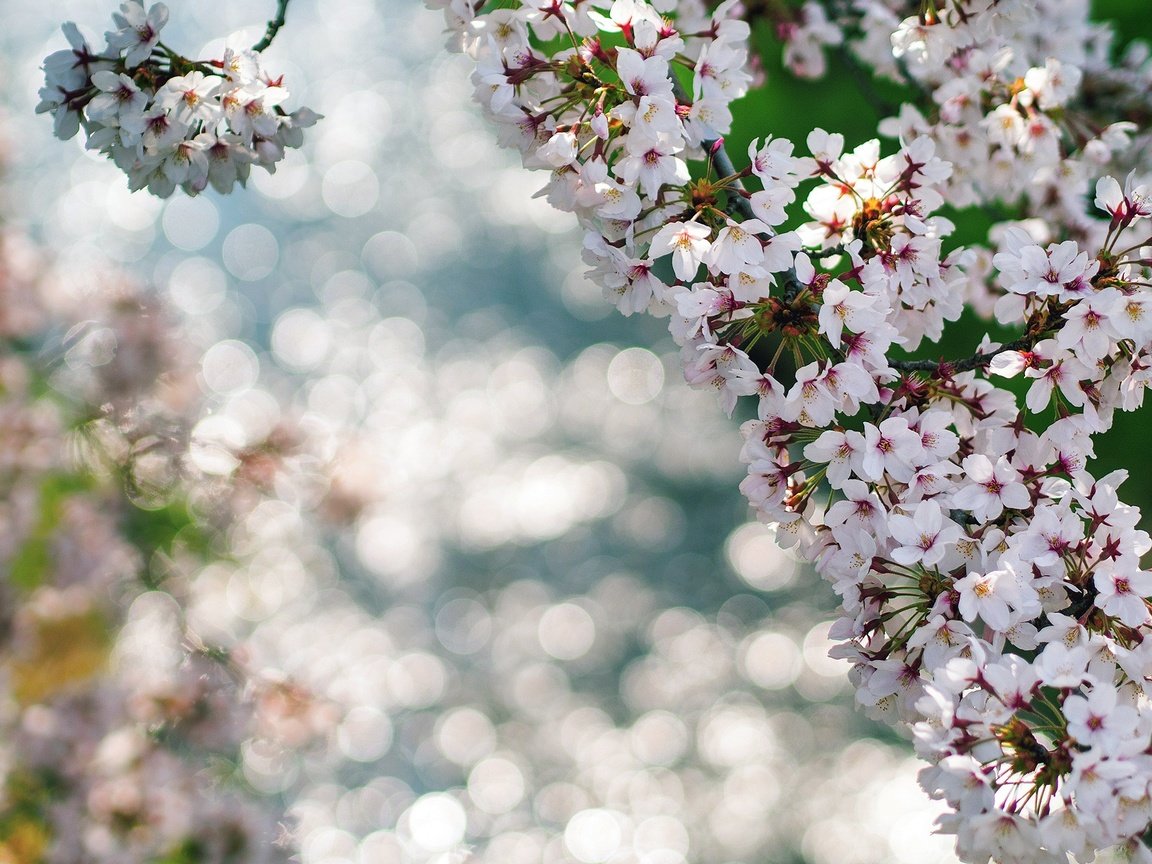 Обои цветы, цветение, макро, ветки, весна, боке, flowers, flowering, macro, branches, spring, bokeh разрешение 1920x1200 Загрузить