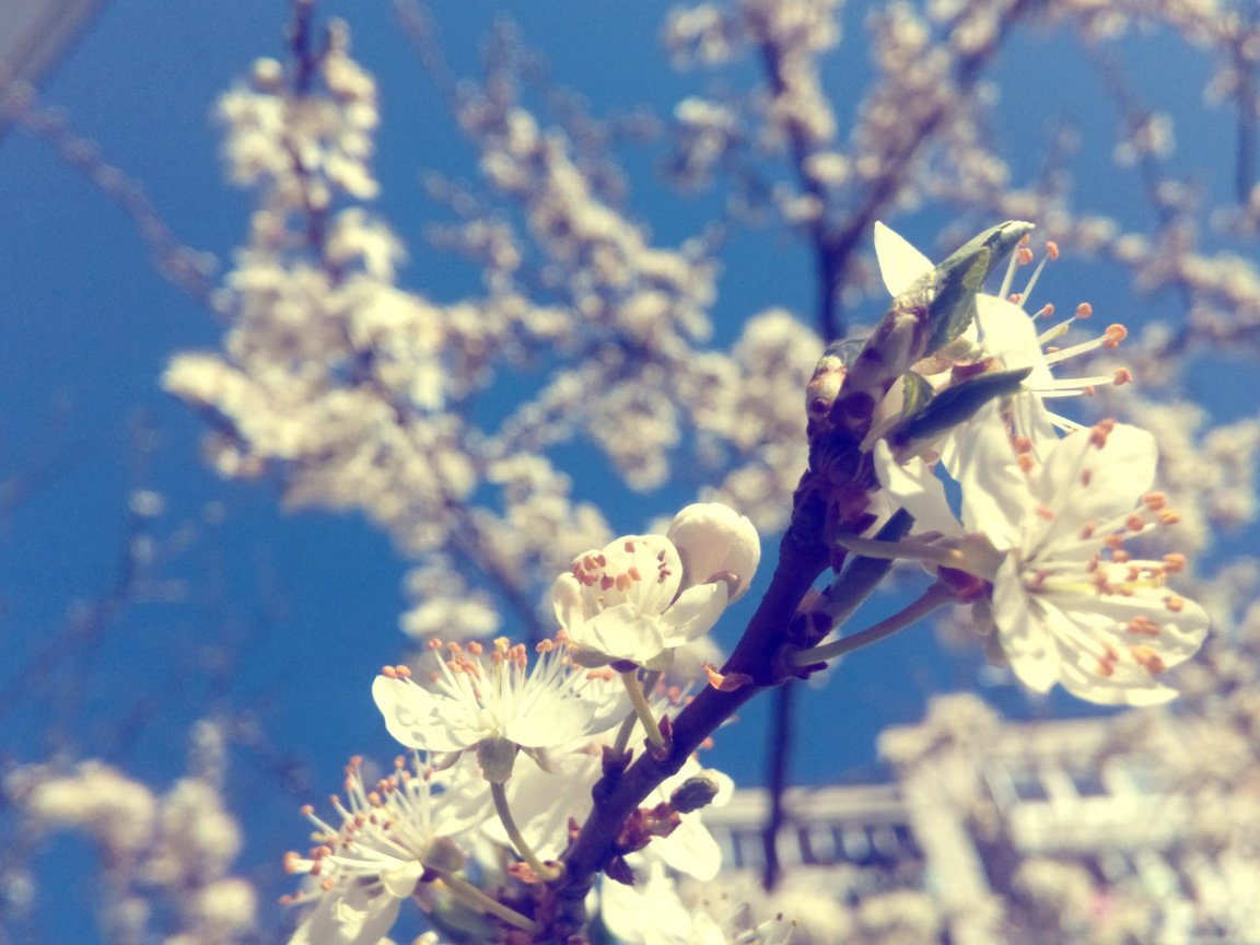 Обои цветы, природа, цветение, макро, ветки, весна, алыча, flowers, nature, flowering, macro, branches, spring, plum разрешение 3264x1901 Загрузить