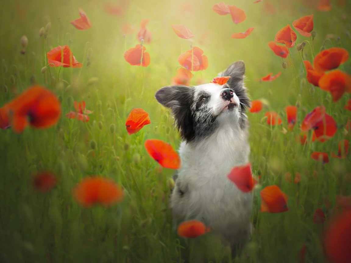 Обои цветы, красные, собака, маки, луг, бордер-колли, flowers, red, dog, maki, meadow, the border collie разрешение 2048x1365 Загрузить