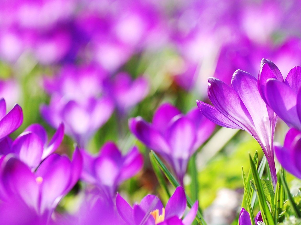 Обои цветы, весна, фиолетовые, крокусы, flowers, spring, purple, crocuses разрешение 2560x1440 Загрузить