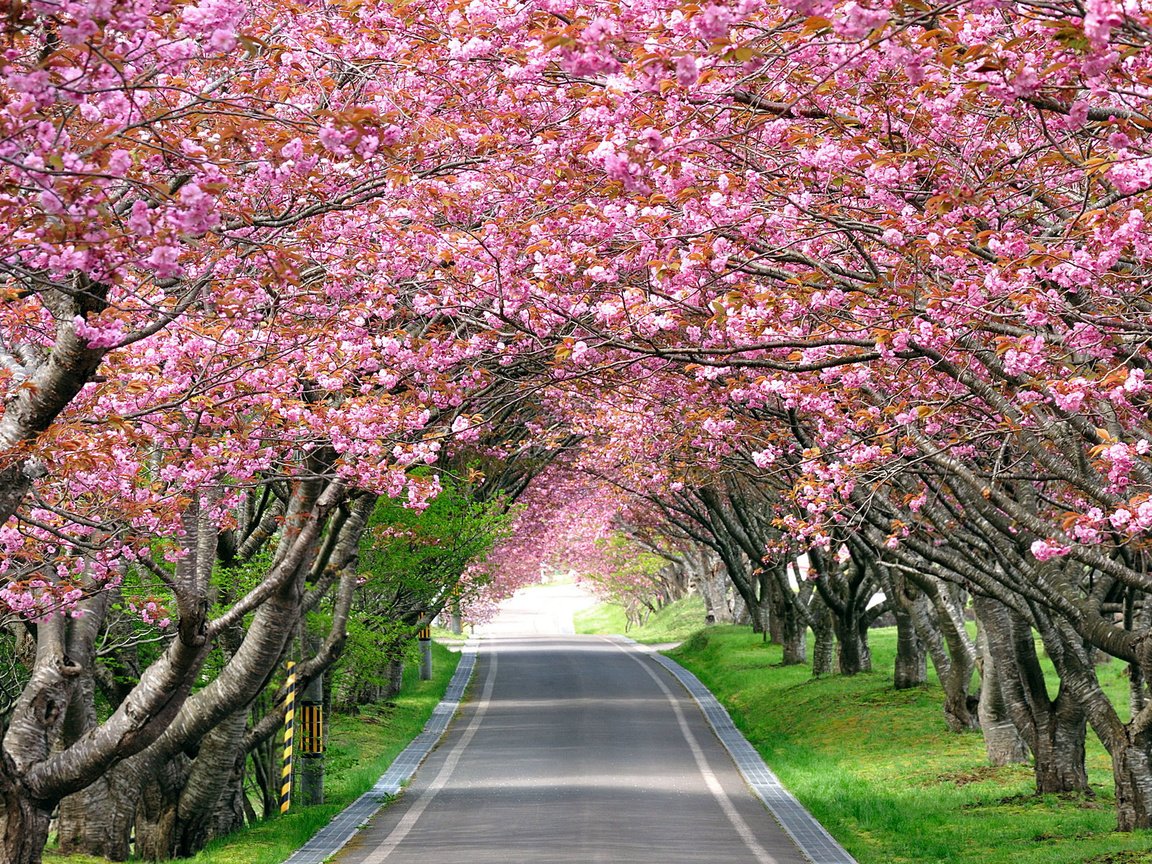 Обои дорога, деревья, цветение, весна, сакура, аллея, road, trees, flowering, spring, sakura, alley разрешение 2560x1600 Загрузить