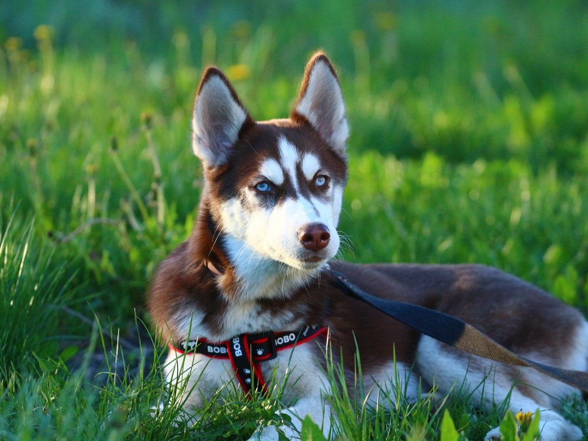 Обои глаза, морда, трава, щенок, хаски, поводок, eyes, face, grass, puppy, husky, leash разрешение 1920x1280 Загрузить