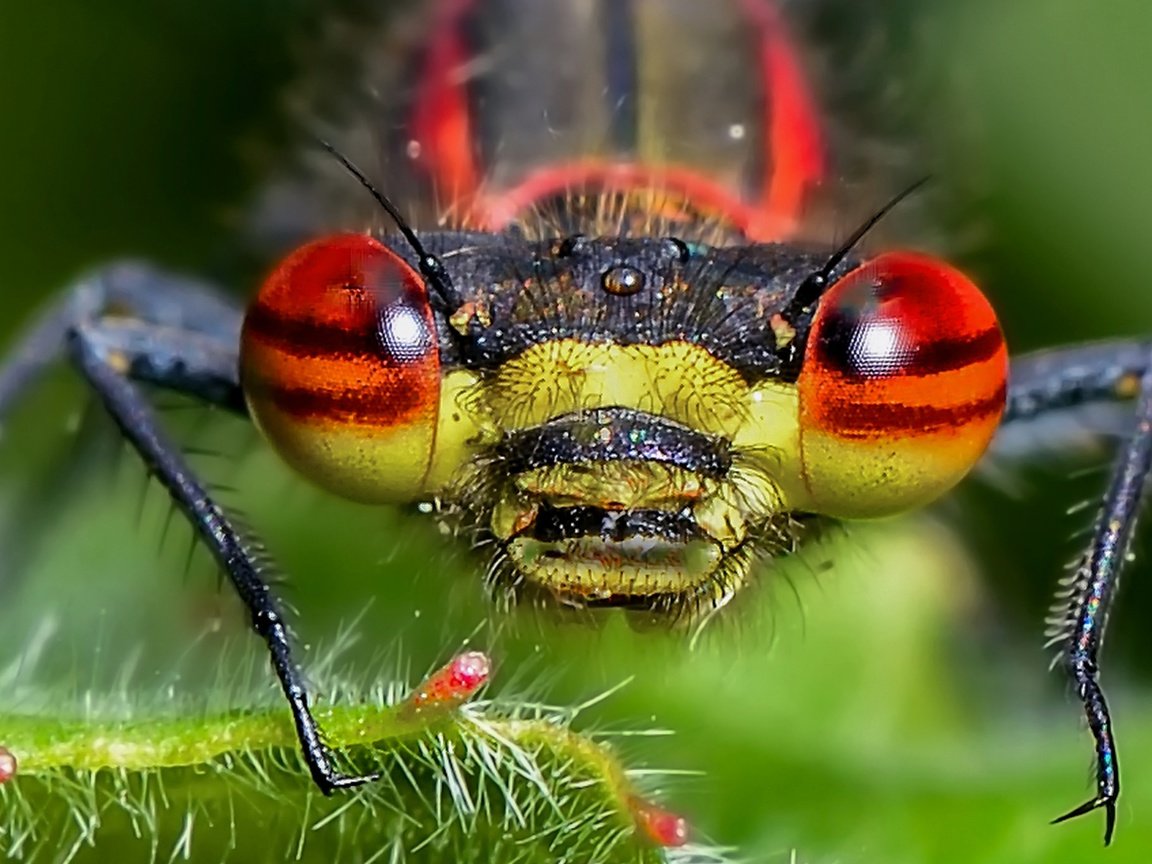 Обои глаза, природа, насекомое, стрекоза, голова, крупным планом, eyes, nature, insect, dragonfly, head, closeup разрешение 2048x1366 Загрузить