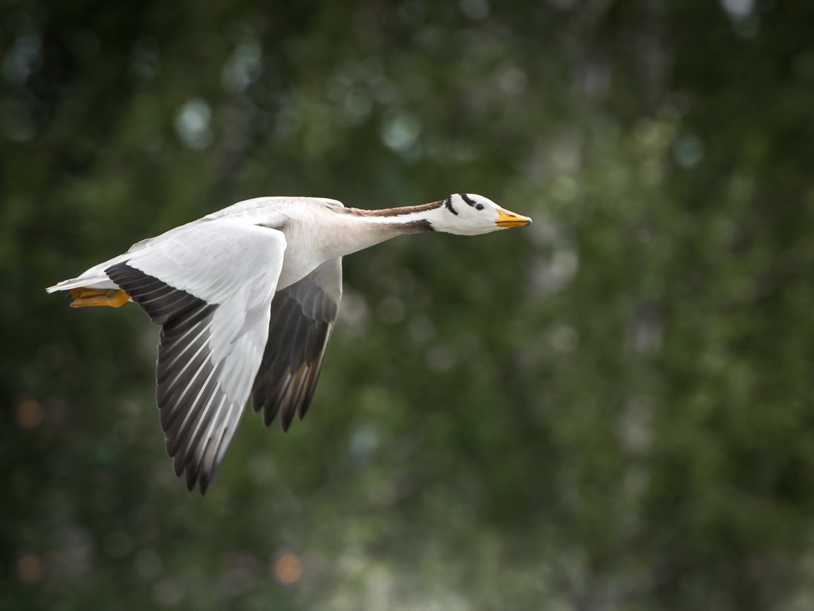 Обои природа, полет, крылья, птица, клюв, перья, гусь, nature, flight, wings, bird, beak, feathers, goose разрешение 2560x1709 Загрузить