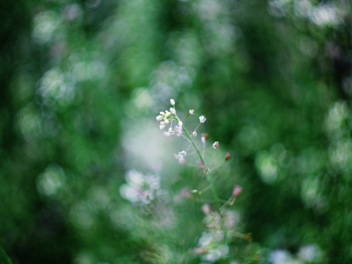 Обои природа, фон, цветок, весна, боке, гелиос, nature, background, flower, spring, bokeh, helios разрешение 4272x2848 Загрузить