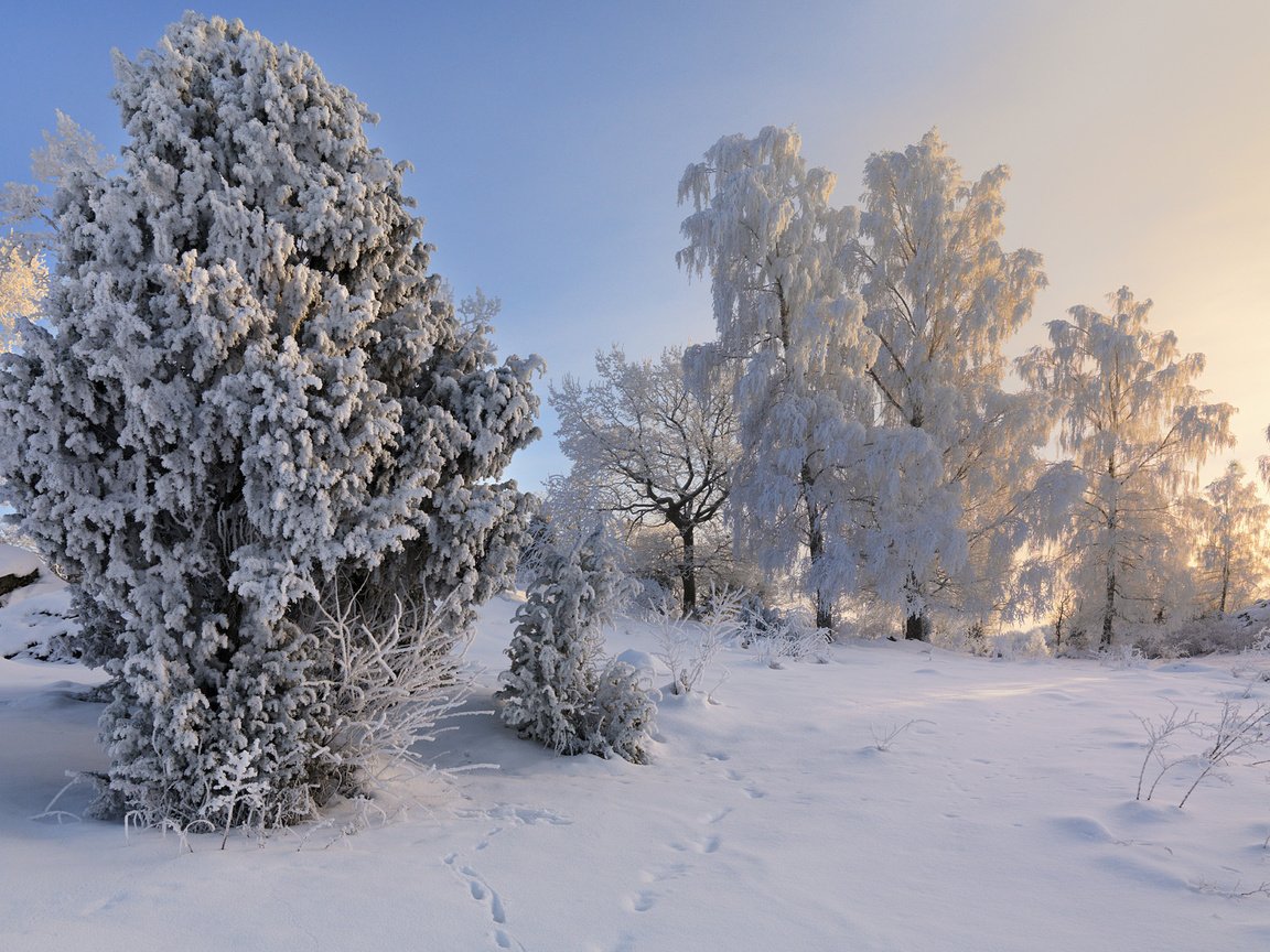 Обои деревья, снег, зима, пейзаж, иней, швеция,     деревья, trees, snow, winter, landscape, frost, sweden разрешение 1920x1200 Загрузить