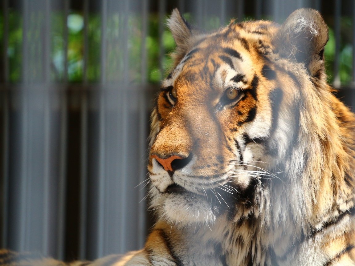 Обои тигр, морда, взгляд, зоопарк, tiger, face, look, zoo разрешение 1920x1280 Загрузить