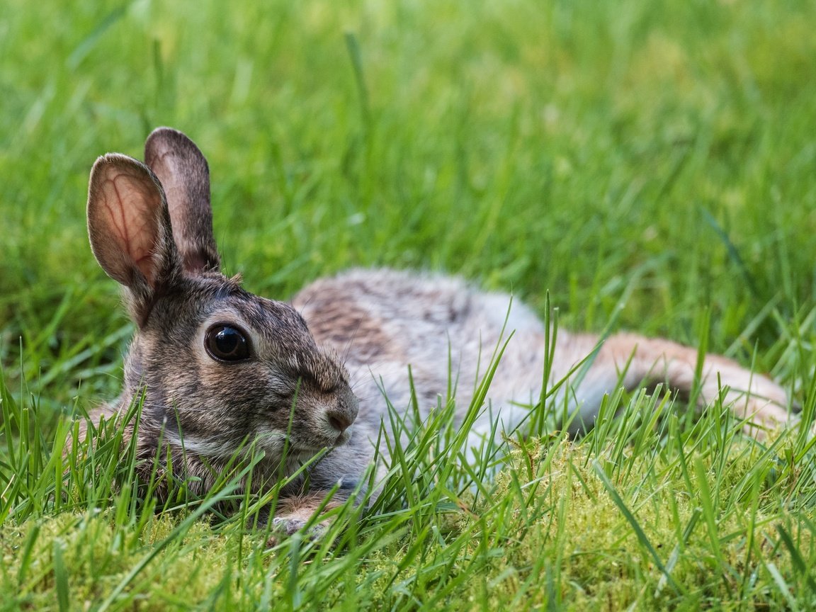 Обои трава, природа, животное, уши, заяц, зайчик, grass, nature, animal, ears, hare, bunny разрешение 3637x2428 Загрузить