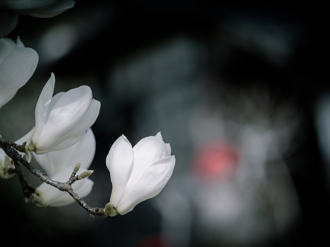 Обои цветы, ветка, цветение, бутоны, весна, белые, боке, магнолия, flowers, branch, flowering, buds, spring, white, bokeh, magnolia разрешение 3000x1684 Загрузить