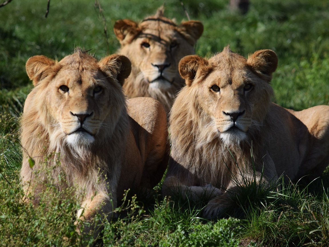 Обои морда, трава, взгляд, хищник, большая кошка, львы, львицы, face, grass, look, predator, big cat, lions, lioness разрешение 5239x3493 Загрузить