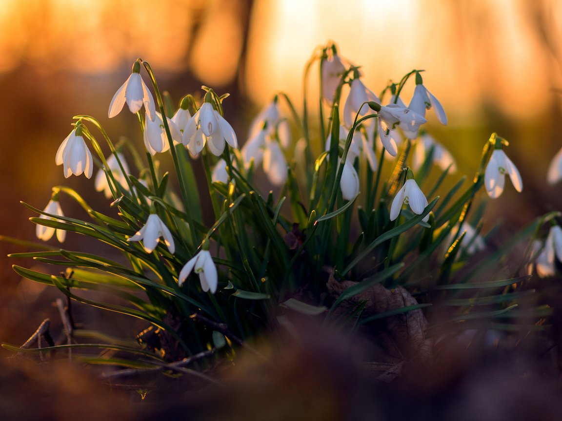 Обои цветы, весна, подснежники, flowers, spring, snowdrops разрешение 1920x1200 Загрузить