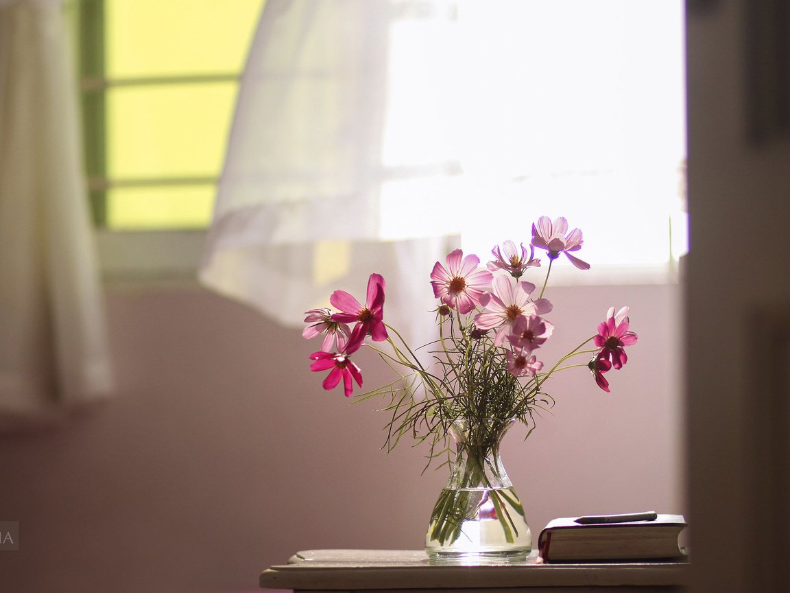 Обои цветы, окно, книга, натюрморт, космея, букет.ваза, flowers, window, book, still life, kosmeya, bouquet.vase разрешение 2560x1600 Загрузить