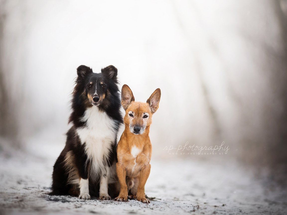 Обои природа, зима, взгляд, друзья, собаки, шелти, dackelpup, nature, winter, look, friends, dogs, sheltie разрешение 1920x1200 Загрузить