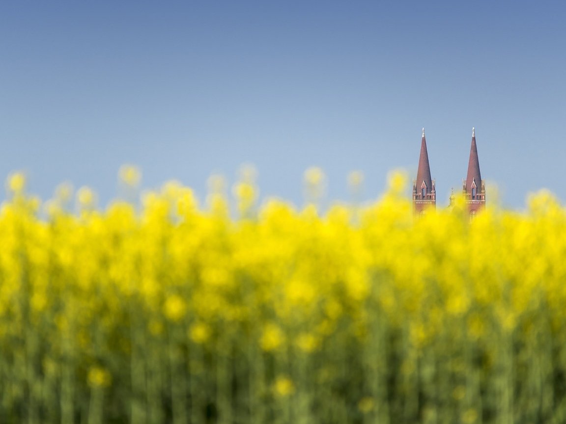 Обои цветы, природа, башни, хорватия, дьяково, flowers, nature, tower, croatia, djakovo разрешение 1920x1200 Загрузить