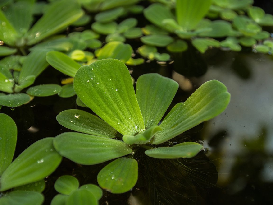 Обои макро, капли, пруд, растение, пистия, водный салат, macro, drops, pond, plant, piste, water lettuce разрешение 1920x1200 Загрузить