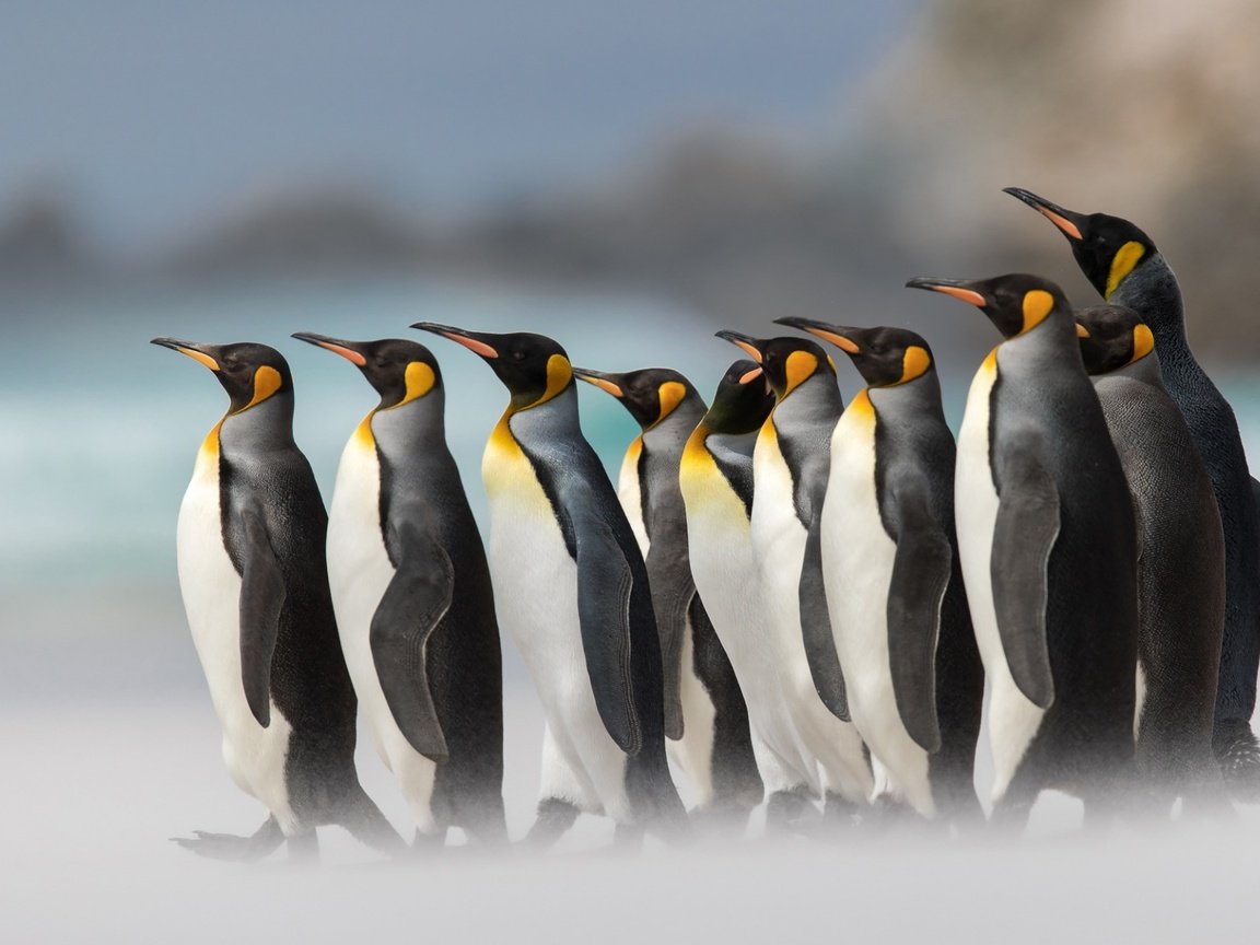 Обои птицы, пингвины, арктика, birds, penguins, arctic разрешение 1920x1200 Загрузить