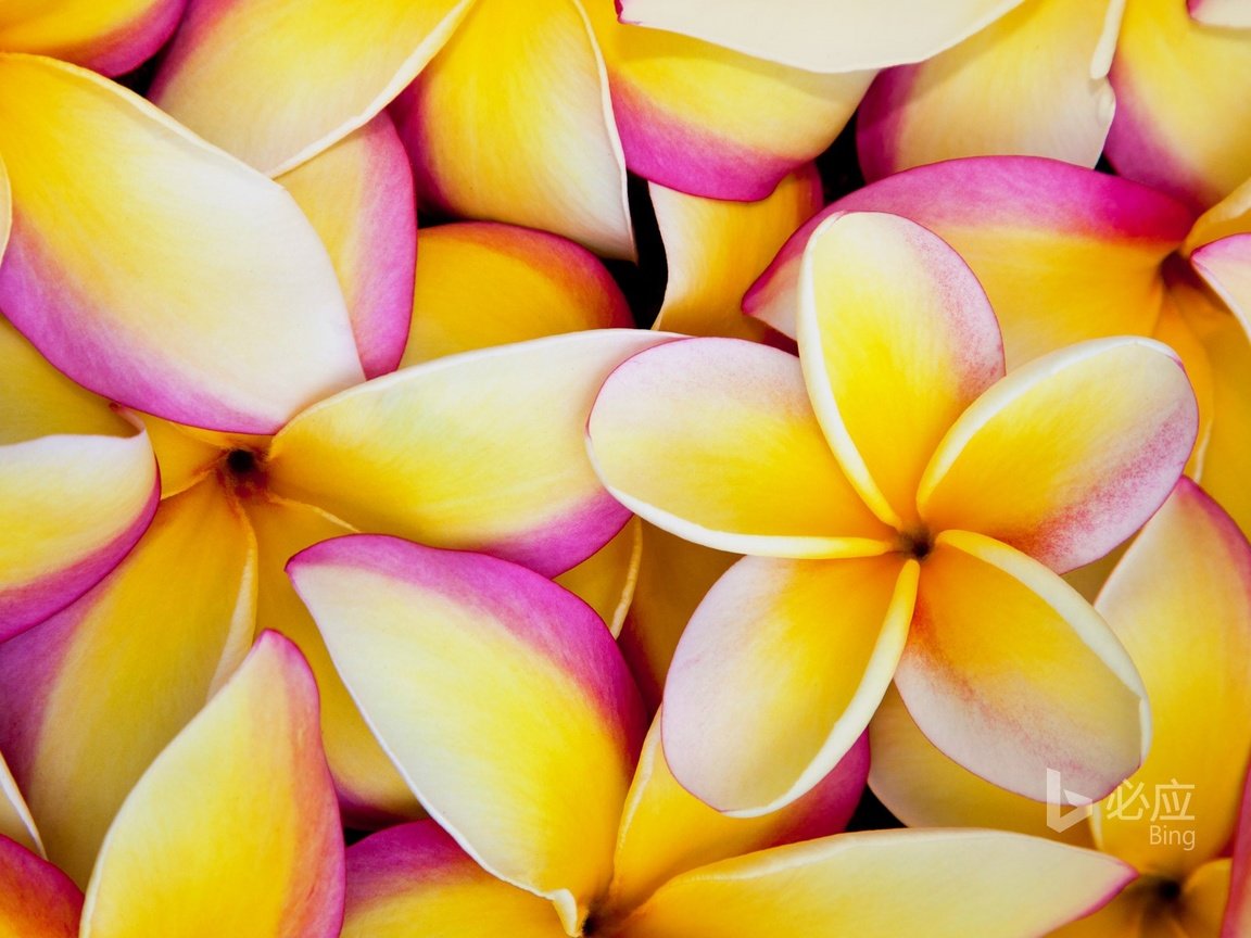 Обои цветы, лепестки, плюмерия, франжипани, flowers, petals, plumeria, frangipani разрешение 1920x1200 Загрузить