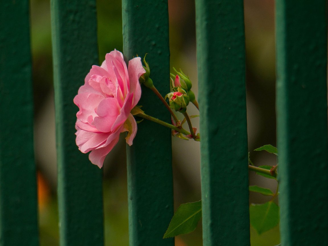 Обои цветок, роза, лепестки, забор, flower, rose, petals, the fence разрешение 1920x1200 Загрузить