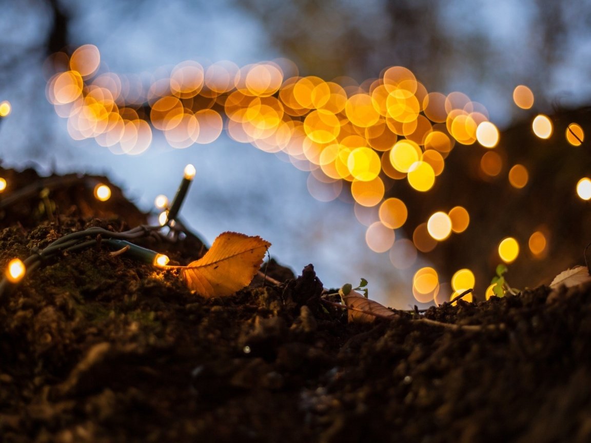 Обои дерево, макро, огоньки, гирлянда, боке, tree, macro, lights, garland, bokeh разрешение 1920x1200 Загрузить