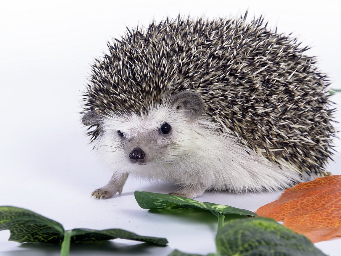 Обои листья, колючки, белый фон, ежик, еж, leaves, barb, white background, hedgehog разрешение 2560x1600 Загрузить