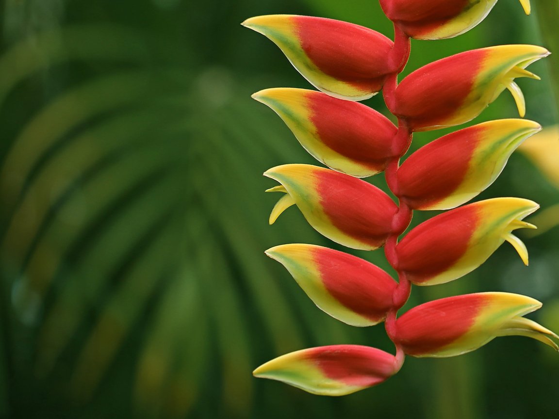 Обои цветы, природа, макро, соцветие, геликония, flowers, nature, macro, inflorescence, heliconia разрешение 2048x1365 Загрузить