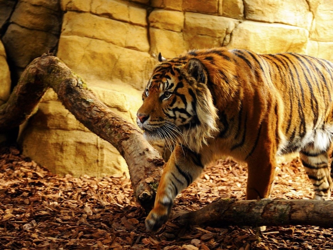 Обои тигр, морда, взгляд, хищник, дикая кошка, солнечный свет, tiger, face, look, predator, wild cat, sunlight разрешение 1920x1080 Загрузить