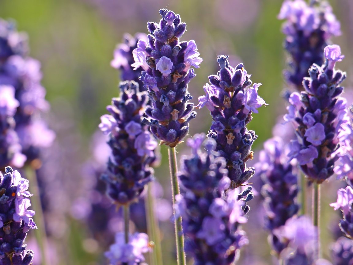 Обои цветы, макро, лаванда, flowers, macro, lavender разрешение 5184x3182 Загрузить