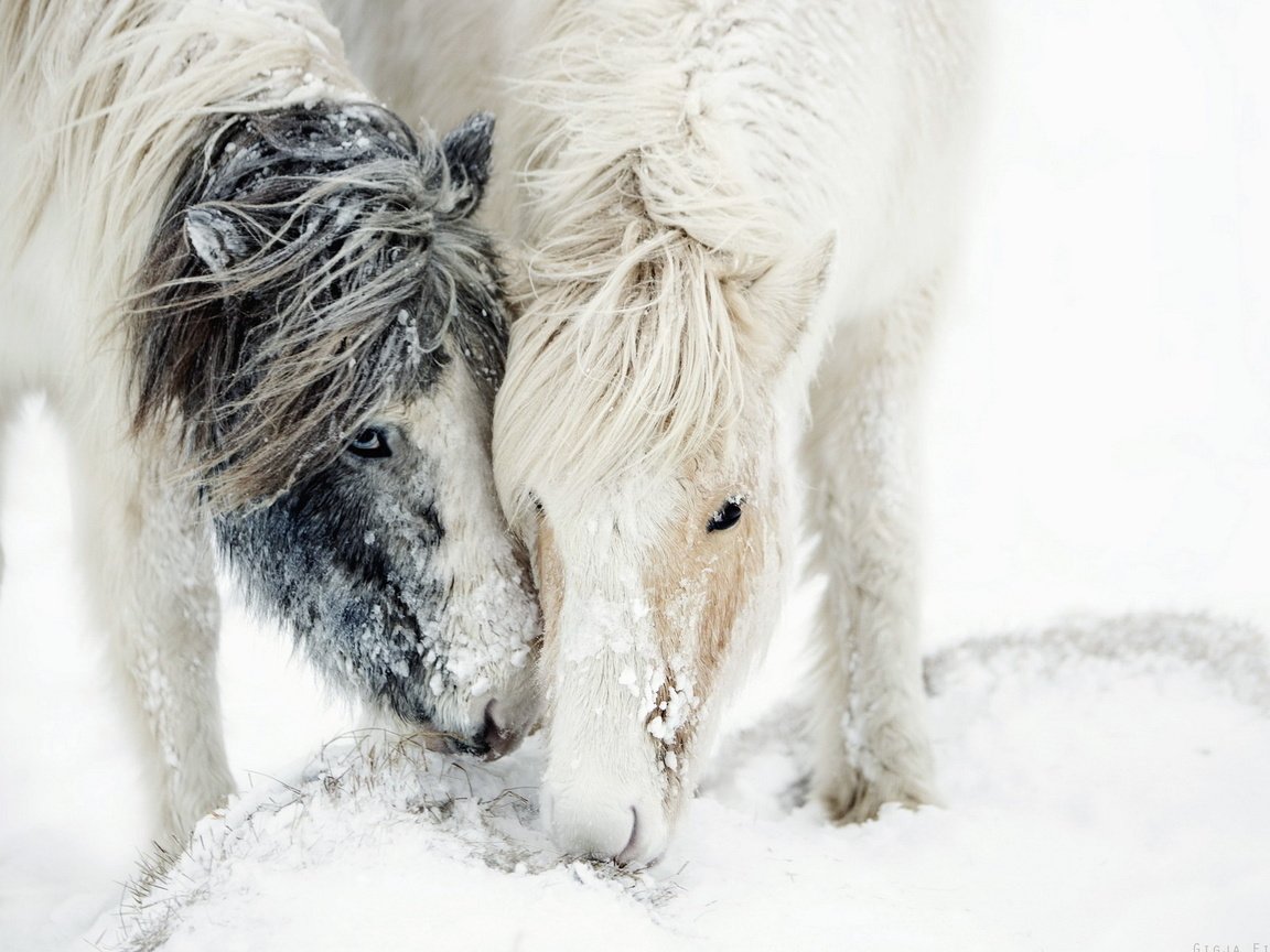 Обои лошадь, снег, природа, кони, horse, snow, nature, horses разрешение 1920x1200 Загрузить
