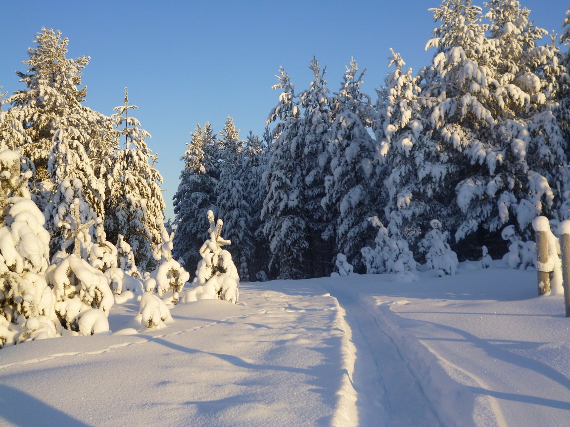 Обои деревья, снег, природа, лес, зима, тропинка, следы, trees, snow, nature, forest, winter, path, traces разрешение 4320x3240 Загрузить