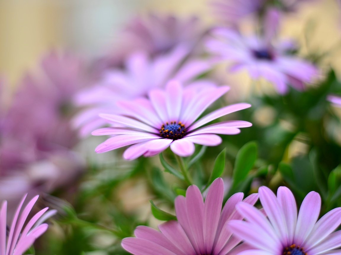 Обои цветы, лепестки, остеоспермум, flowers, petals, osteospermum разрешение 3696x2448 Загрузить