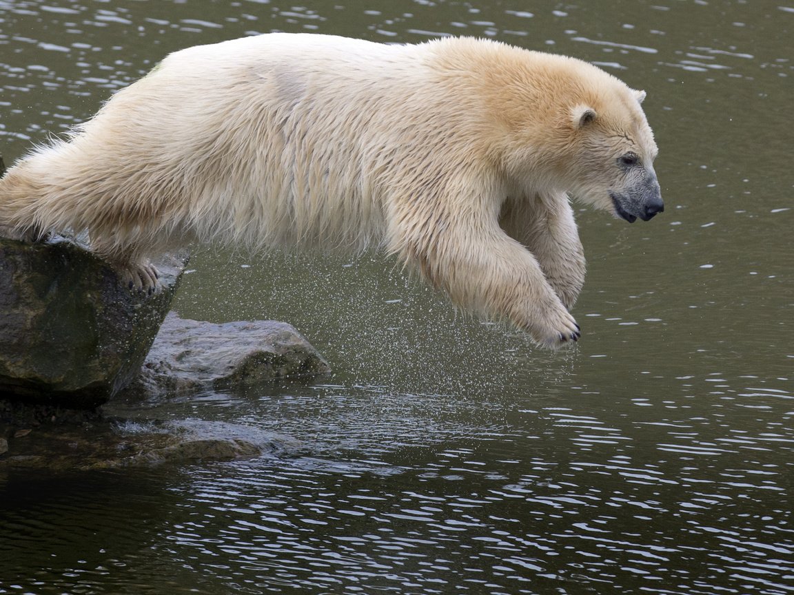 Обои вода, камни, медведь, прыжок, животное, белый медведь, water, stones, bear, jump, animal, polar bear разрешение 3600x2400 Загрузить