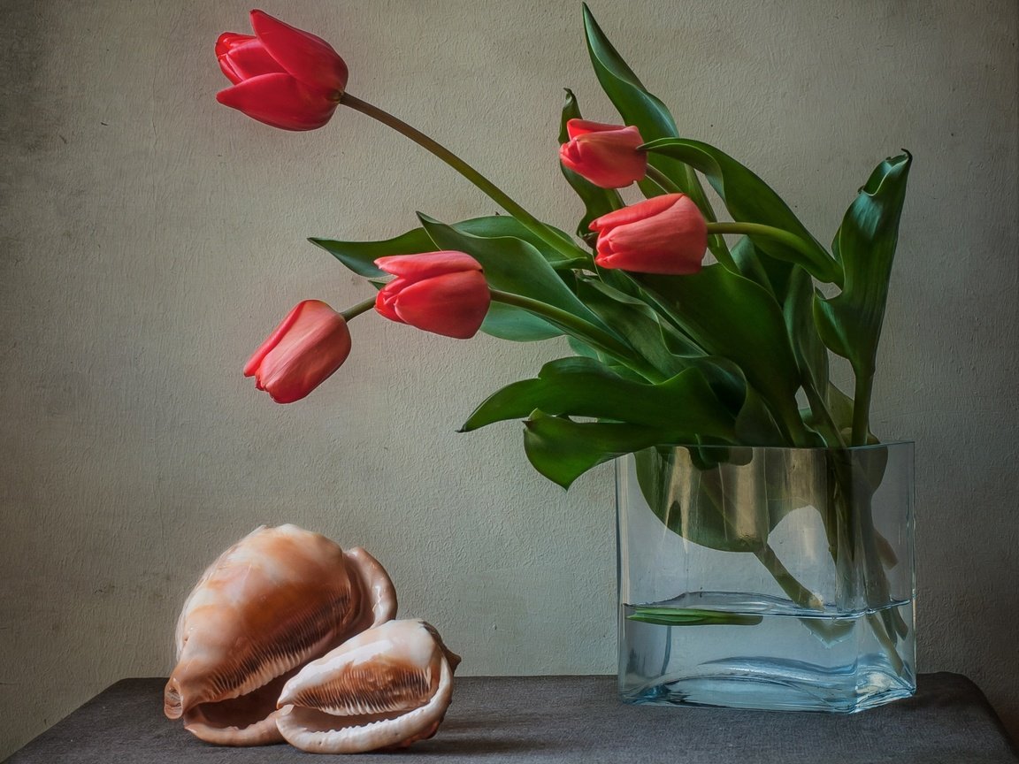 Обои цветы, тюльпаны, ваза, ракушка, раковина, натюрморт, flowers, tulips, vase, shell, sink, still life разрешение 2597x1951 Загрузить