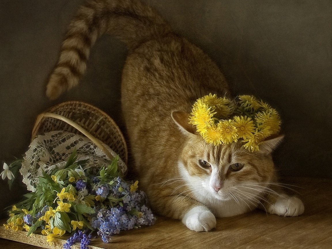 Обои кот, кошка, одуванчики, полевые цветы, венок, корзинка, cat, dandelions, wildflowers, wreath, basket разрешение 1920x1200 Загрузить