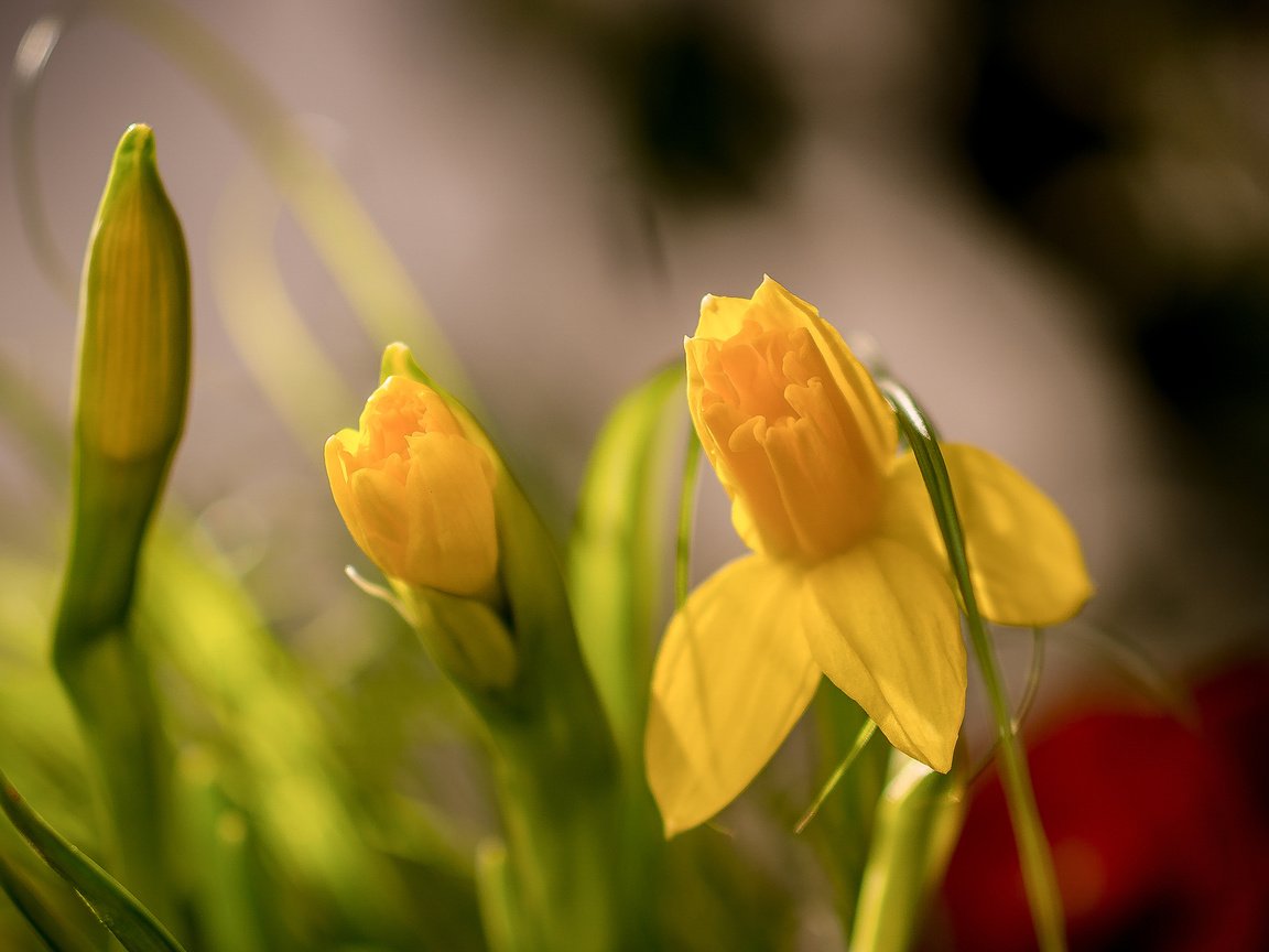 Обои цветы, бутоны, макро, весна, нарциссы, боке, flowers, buds, macro, spring, daffodils, bokeh разрешение 2048x1418 Загрузить