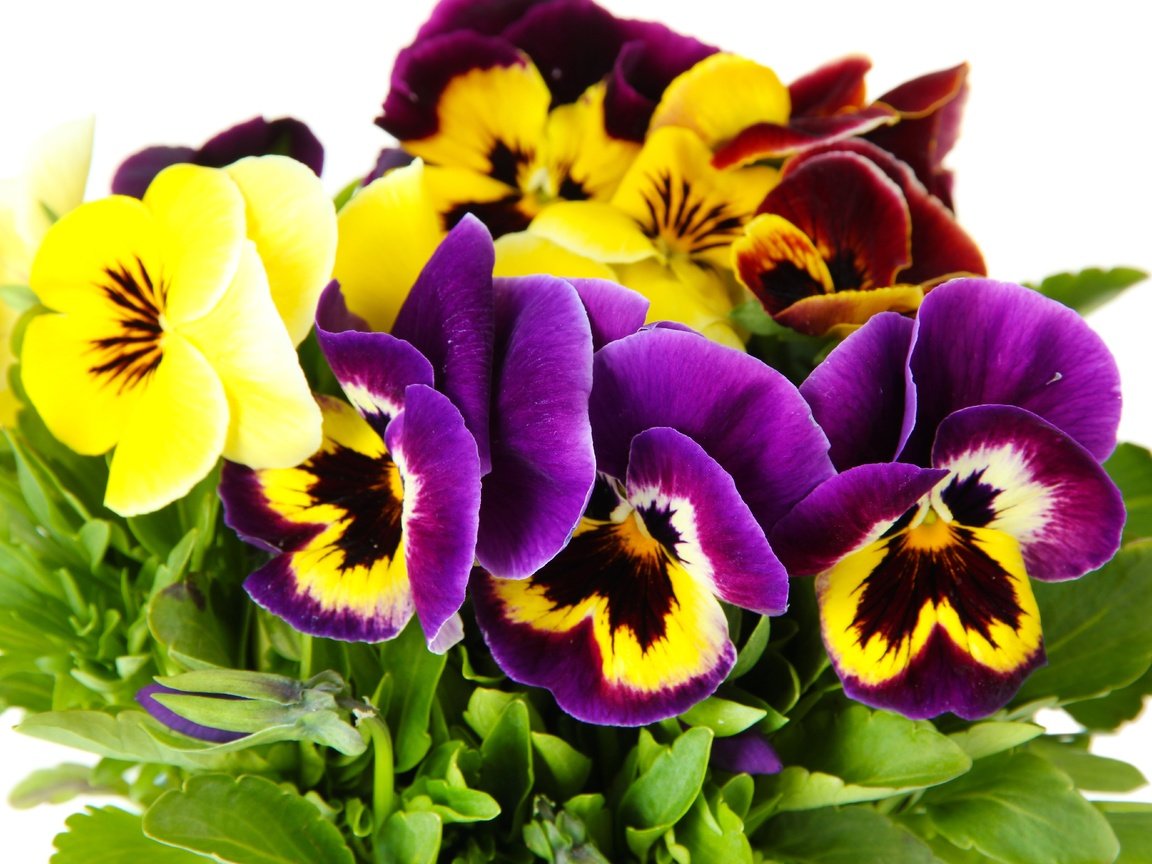 Обои цветы, лепестки, анютины глазки, фиалка, flowers, petals, pansy, violet разрешение 7000x4667 Загрузить
