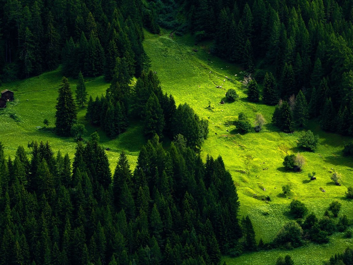 Обои трава, деревья, зелень, склон, гора, домики, швейцария, луг, grass, trees, greens, slope, mountain, houses, switzerland, meadow разрешение 2447x1406 Загрузить