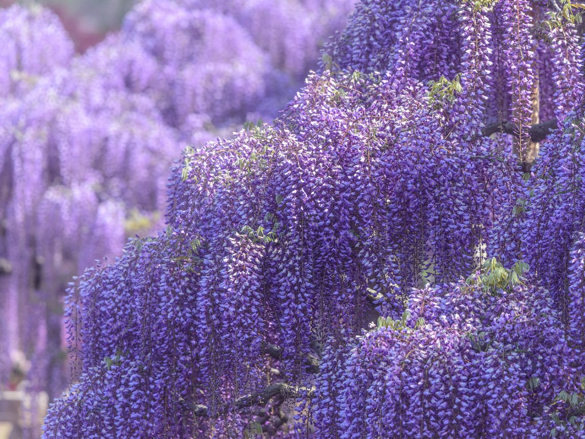 Обои цветы, цветение, весна, глициния, вистерия, flowers, flowering, spring, wisteria разрешение 1920x1200 Загрузить