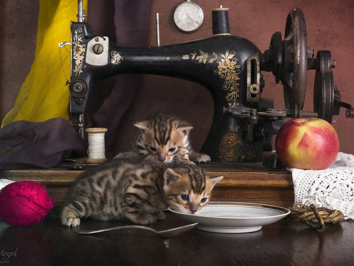 Обои кошки, котята, швейная машинка, бенгальская кошка, cats, kittens, sewing machine, bengal cat разрешение 2560x1600 Загрузить