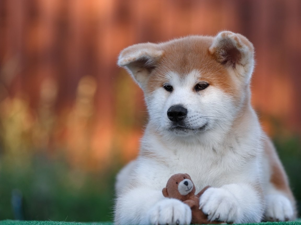 Обои собака, игрушка, щенок, акита-ину, акита, dog, toy, puppy, akita inu, akita разрешение 2880x1800 Загрузить