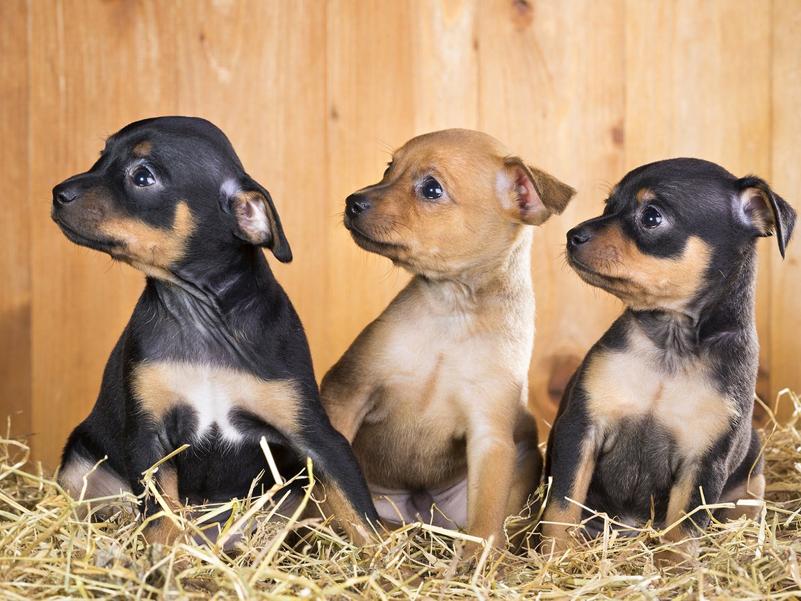 Обои щенки, собаки, чихуахуа, той-терьер, puppies, dogs, chihuahua, toy terrier разрешение 1920x1200 Загрузить