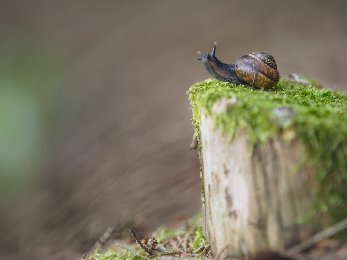 Обои размытость, мох, улитка, пень, blur, moss, snail, stump разрешение 3840x2400 Загрузить