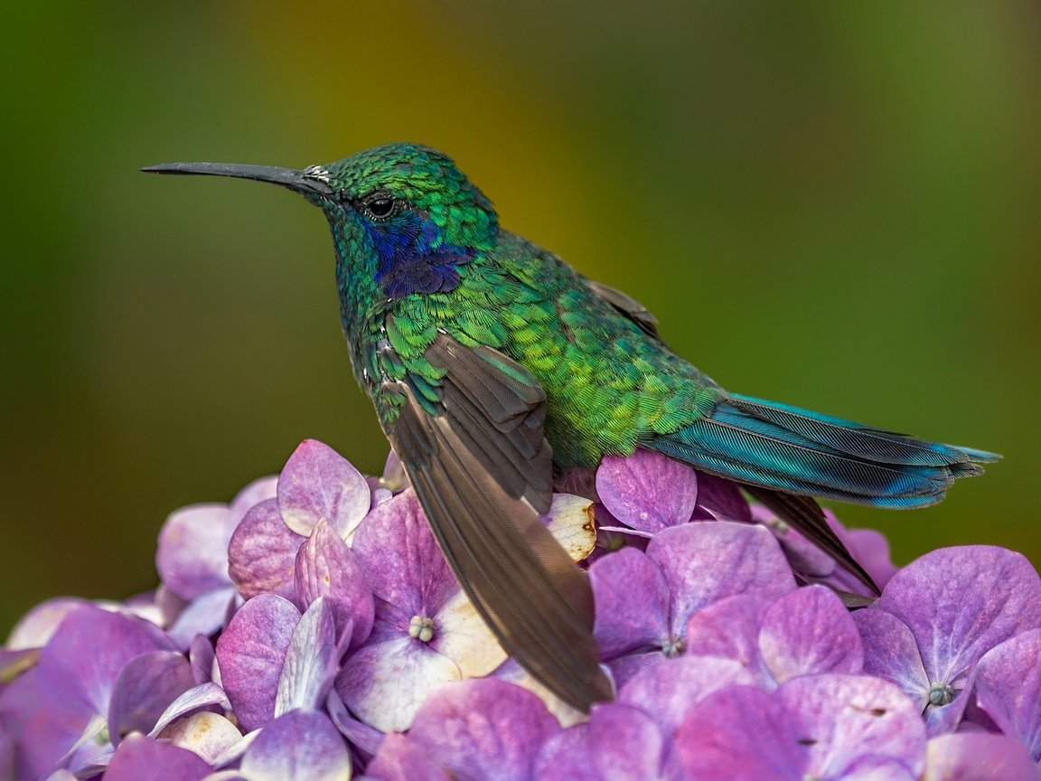 Обои цветок, птица, клюв, колибри, оперение, гортензия, flower, bird, beak, hummingbird, tail, hydrangea разрешение 2048x1272 Загрузить